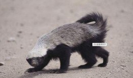 蜜獾爆料自己的视频,揭秘动物界的“网红”生活