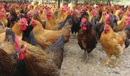 土鸡游戏爆料大全最新视频,最新视频揭秘精彩内容