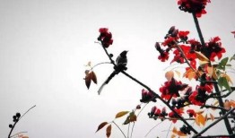 深圳木棉花爆料事件视频,视频揭露惊人真相