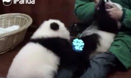 小熊猫娱乐圈爆料,明星幕后故事大曝光！