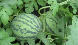 娱乐吃瓜酱武汉,揭秘武汉娱乐圈的那些事儿