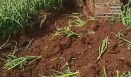 农村爆料结局视频大全集,视频大全集幕后真相大起底