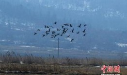 大雁娱乐爆料是真的吗,真相究竟如何？