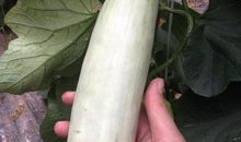 青岛的网红吃瓜