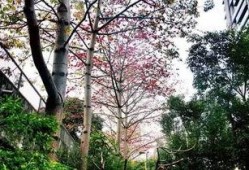 深圳木棉花爆料事件视频,视频揭露惊人真相