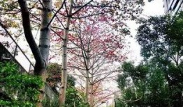 深圳木棉花爆料事件视频,视频揭露惊人真相