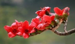 深圳木棉花爆料事件视频,视频揭露惊人真相